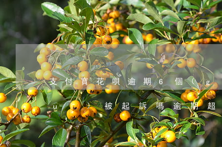 支付寶花唄逾期6個(gè)月以上會(huì)被起訴嗎，逾期超過6個(gè)月，支付寶花唄是否會(huì)面臨被起訴的風(fēng)險(xiǎn)？